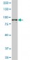 AMPD2 Antibody (monoclonal) (M01)