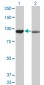 AMPD2 Antibody (monoclonal) (M01)