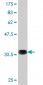 AMPD2 Antibody (monoclonal) (M04)