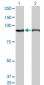 AMPD2 Antibody (monoclonal) (M04)