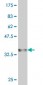 AMY1A Antibody (monoclonal) (M04)