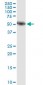 AMY1A Antibody (monoclonal) (M04)