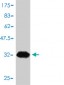 ANAPC11 Antibody (monoclonal) (M01)