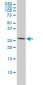 ANP32A Antibody (monoclonal) (M01)