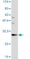 ANP32A Antibody (monoclonal) (M01)
