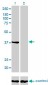 ANXA2 Antibody (monoclonal) (M01)