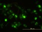 ANXA2 Antibody (monoclonal) (M01)