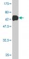 ANXA2 Antibody (monoclonal) (M01)