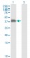 ANXA2 Antibody (monoclonal) (M01)