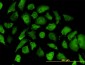 ANXA2 Antibody (monoclonal) (M02)