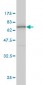 ANXA2 Antibody (monoclonal) (M02)