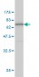 ANXA2 Antibody (monoclonal) (M02)