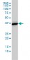 ANXA2 Antibody (monoclonal) (M02)