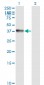 ANXA2 Antibody (monoclonal) (M02)