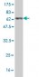 ANXA3 Antibody (monoclonal) (M12)