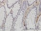 ANXA5 Antibody (monoclonal) (M01)