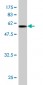 ANXA5 Antibody (monoclonal) (M01)