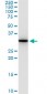 ANXA5 Antibody (monoclonal) (M01)