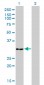 ANXA5 Antibody (monoclonal) (M01)