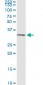 ANXA5 Antibody (monoclonal) (M01)