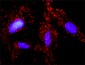 APC Antibody (monoclonal) (M01)