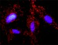 APC Antibody (monoclonal) (M01)