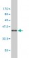 APC Antibody (monoclonal) (M01)
