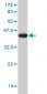 API5 Antibody (monoclonal) (M01)