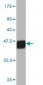 APLN Antibody (monoclonal) (M01)