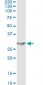 APOA1 Antibody (monoclonal) (M01)