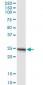 APOA1 Antibody (monoclonal) (M01)