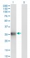 APOA1 Antibody (monoclonal) (M01)