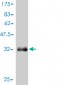 APOA2 Antibody (monoclonal) (M01)