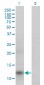 APOA2 Antibody (monoclonal) (M01)