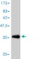 APOC1 Antibody (monoclonal) (M01)