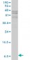 APOC1 Antibody (monoclonal) (M01)