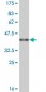 APOH Antibody (monoclonal) (M01)