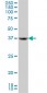 APOH Antibody (monoclonal) (M01)