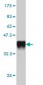 APOL3 Antibody (monoclonal) (M01)