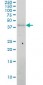 APOL3 Antibody (monoclonal) (M01)