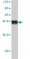 APOM Antibody (monoclonal) (M02)