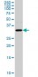 AQP8 Antibody (monoclonal) (M01)