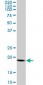 ARF5 Antibody (monoclonal) (M01)