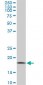ARF5 Antibody (monoclonal) (M01)