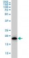 ARF5 Antibody (monoclonal) (M01)