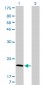 ARF5 Antibody (monoclonal) (M01)