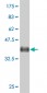 ARHGEF1 Antibody (monoclonal) (M02)