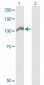 ARHGEF1 Antibody (monoclonal) (M02)