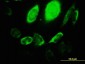 ARHGEF1 Antibody (monoclonal) (M03)