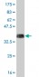 ARHGEF1 Antibody (monoclonal) (M03)